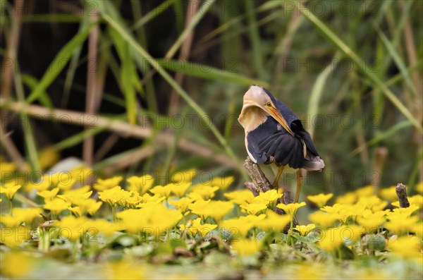 Little Bittern