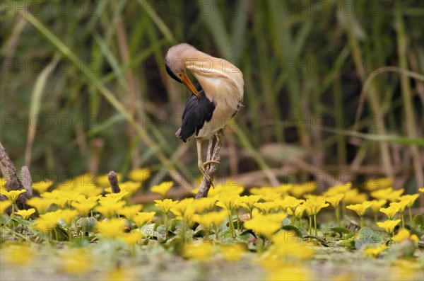 Little Bittern