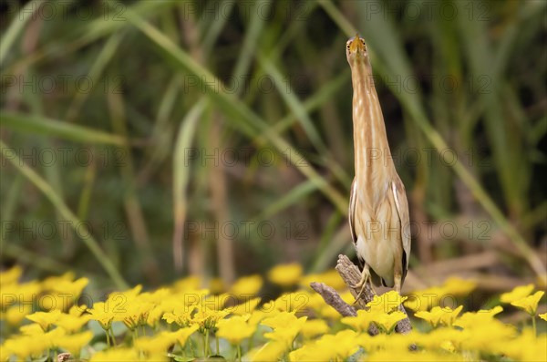 Little Bittern