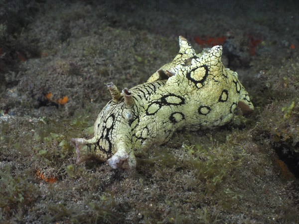 Sea snail spotted sea hare