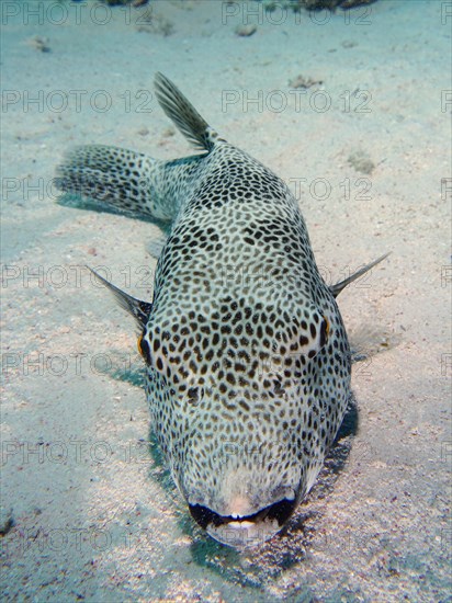 Portrait of star puffer