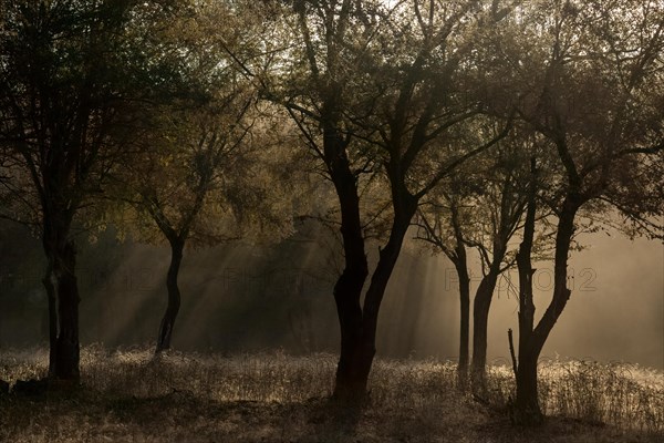 Sun rays filtering down to the frosted forest floor during winters in Ranthambore national park