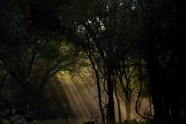 Sun rays filtering down to the forest floor during winters in dense wood of Ranthambore national park