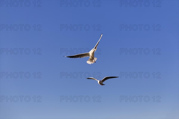 Two black-headed gulls