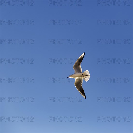 Black-headed Black-headed Gull