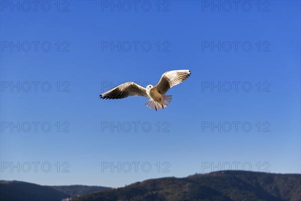 Black-headed gull