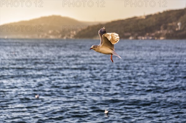 Black-headed gull