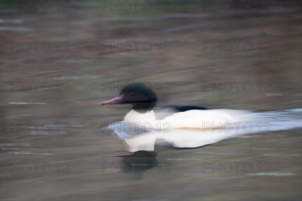 Common merganser