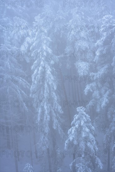 Icy forest in the fog