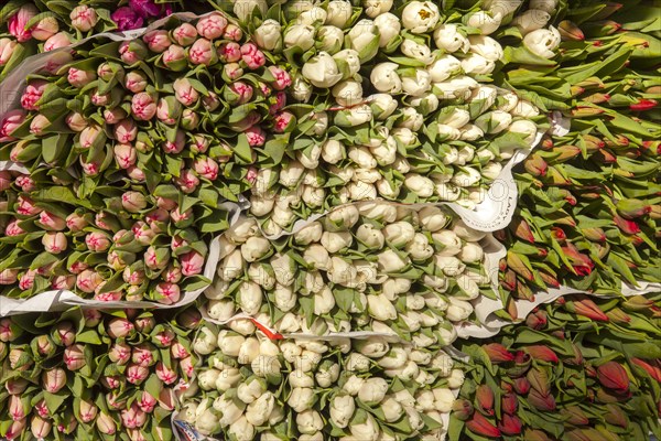 Tulips at the local farmers market in Muenster