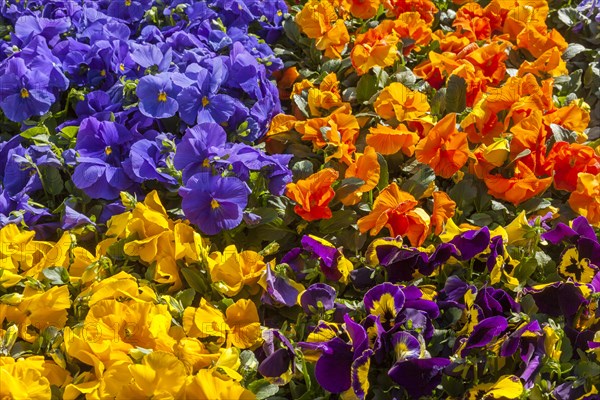 Flowers at the local farmers market in Muenster Muensterland