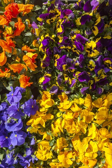 Flowers at the local farmers market in Muenster Muensterland