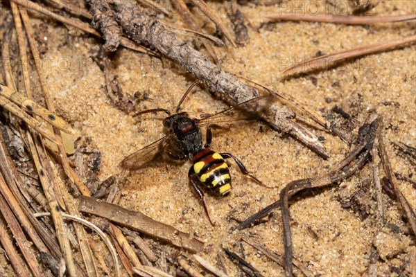 Red wasp bee with open wings sitting on sand from behind