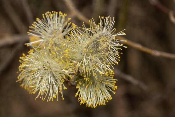 Sal willow four open flowers with yellow anthers