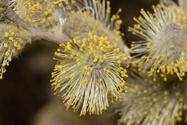 Sal willow open flower with yellow anthers