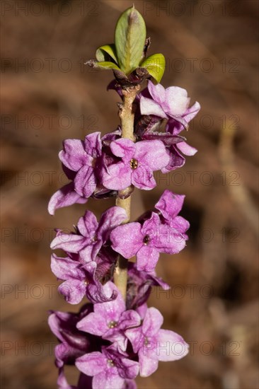 Common daphne branch with green leaves and some open purple flowers