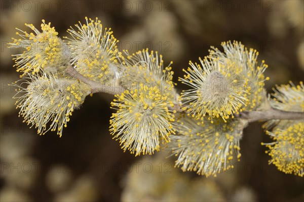 Sal-willow branch with a few open flowers with yellow anthers