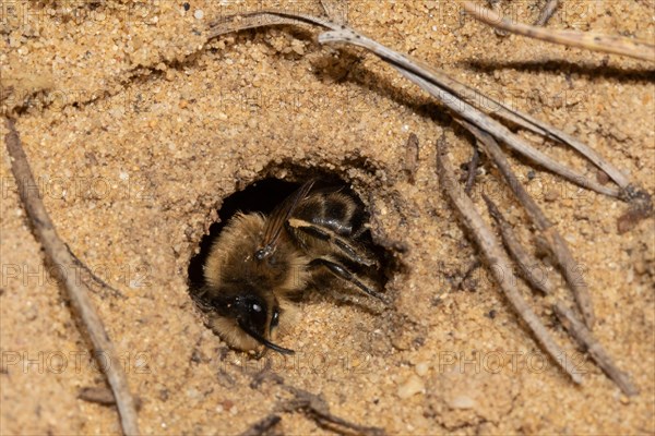 Solitary digger bee sitting in brood hole in sand looking down left