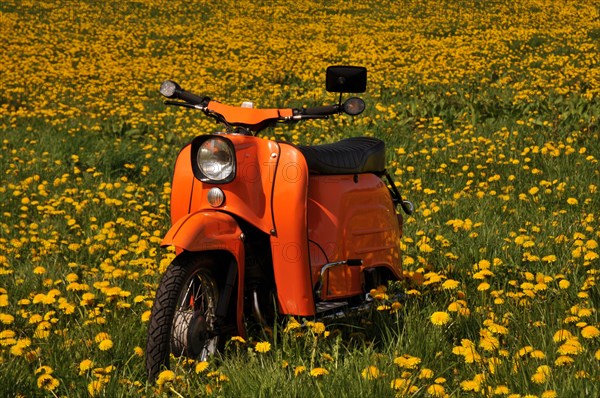 Moped Schwalbe from the GDR in a dandelion meadow