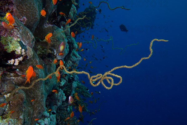 Twisted spiral wire coral