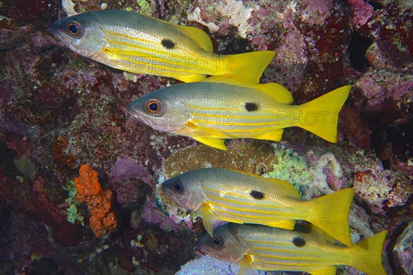 Group of Ehrenbergs snapper