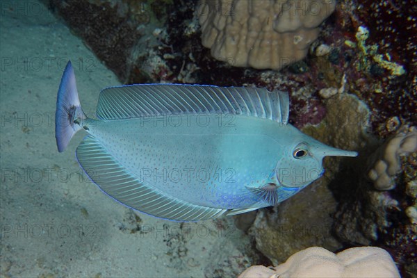 Short-nosed unicornfish