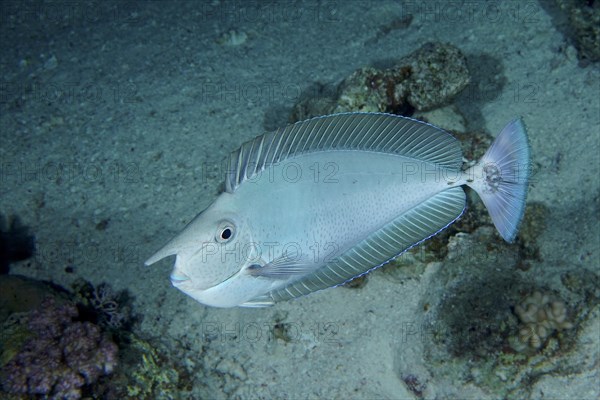 Short-nosed unicornfish