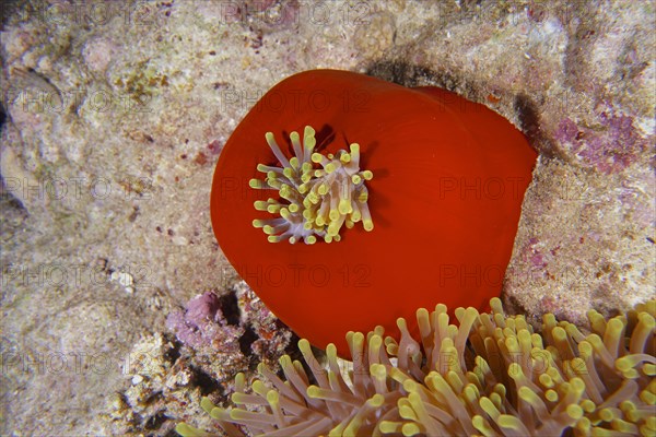 Red splendour anemone