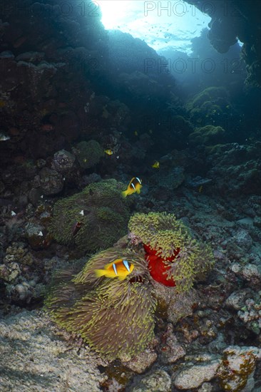 Magnificent sea anemone