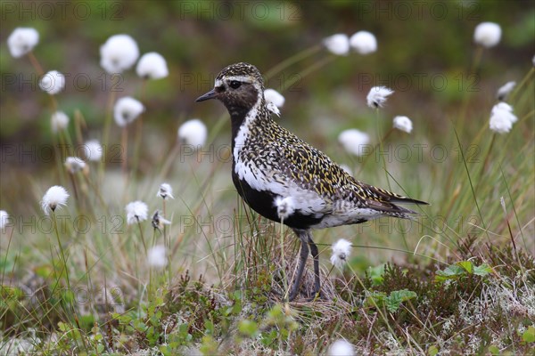 European golden plover