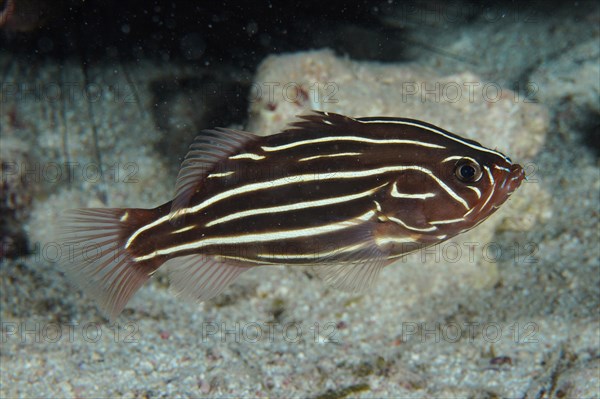 Six-lined soapfish