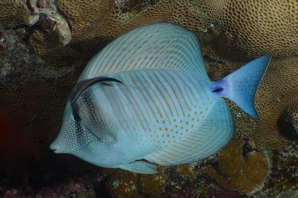 Desjardins sailfin tang