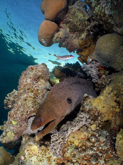 Giant Moray