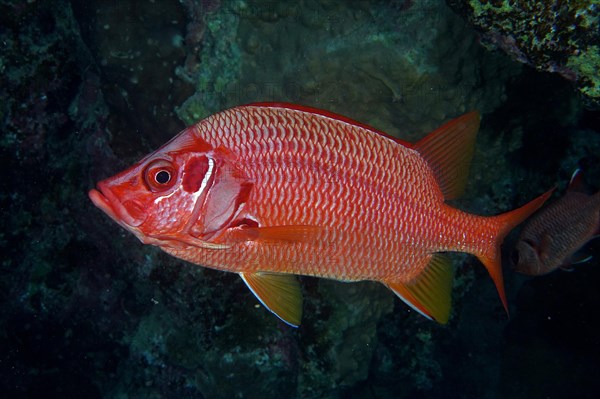 Sabre squirrelfish