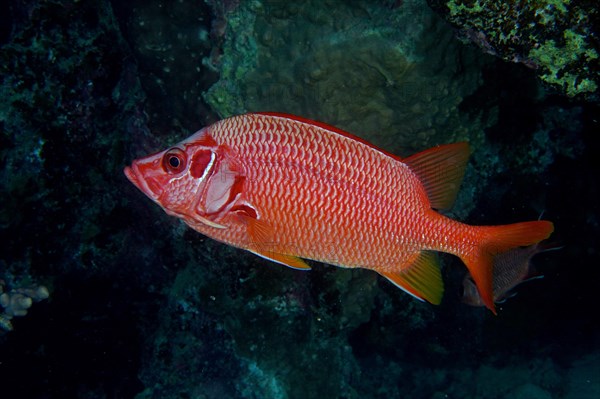 Sabre squirrelfish