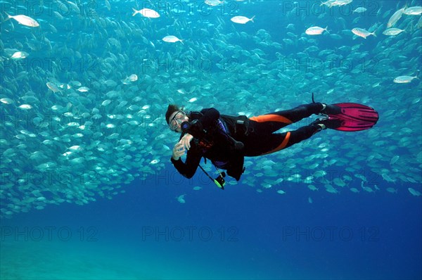 Diver swimming under school of mackerel