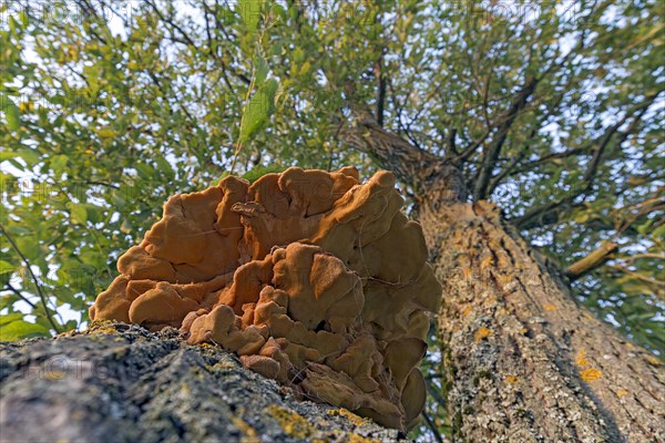 Sulphur polypore