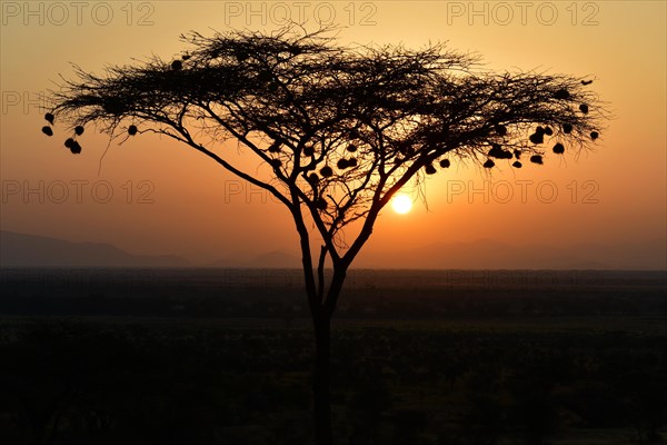 Umbrella acacia with weaver bird nests at sunrise in Kenya