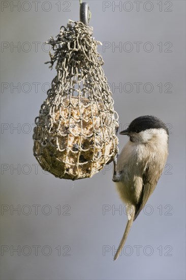 Marsh Tit