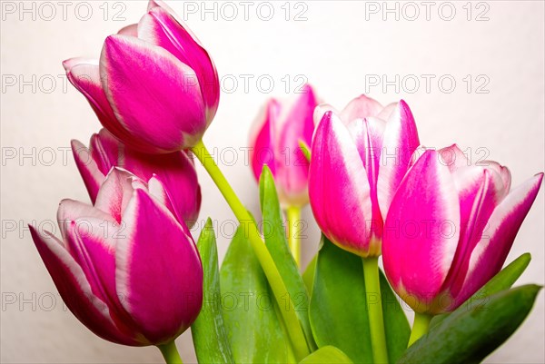 Cut flowers in a vase