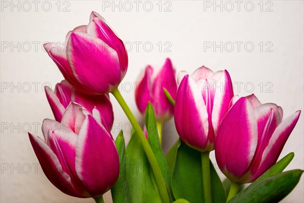 Cut flowers in a vase