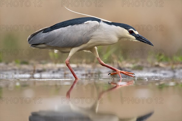 Black crowned night heron