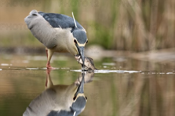 Black crowned night heron