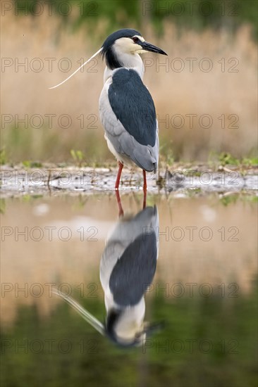 Black crowned night heron