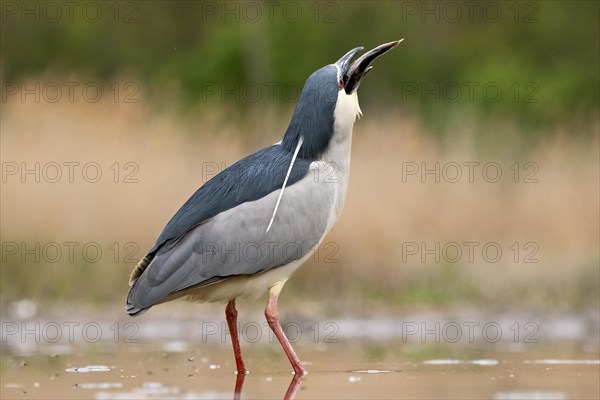 Black crowned night heron