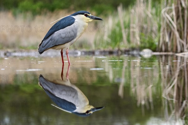 Black crowned night heron