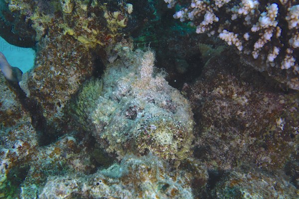 Reef stonefish