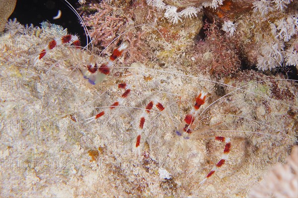 Two specimens of banded coral shrimp
