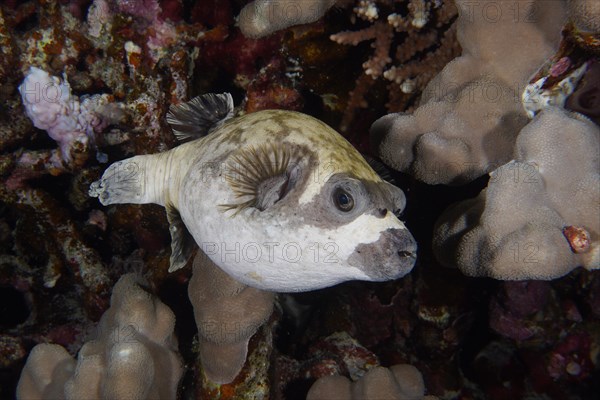 Masked puffer