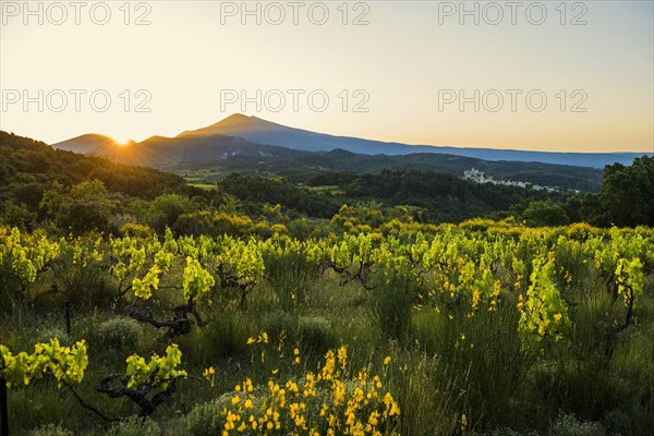 Medieval mountain village and Mont Ventoux